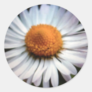 Daisy 1 Stickers
