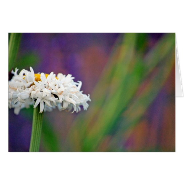 Daisy 2 Card (Vorderseite (Horizontal))
