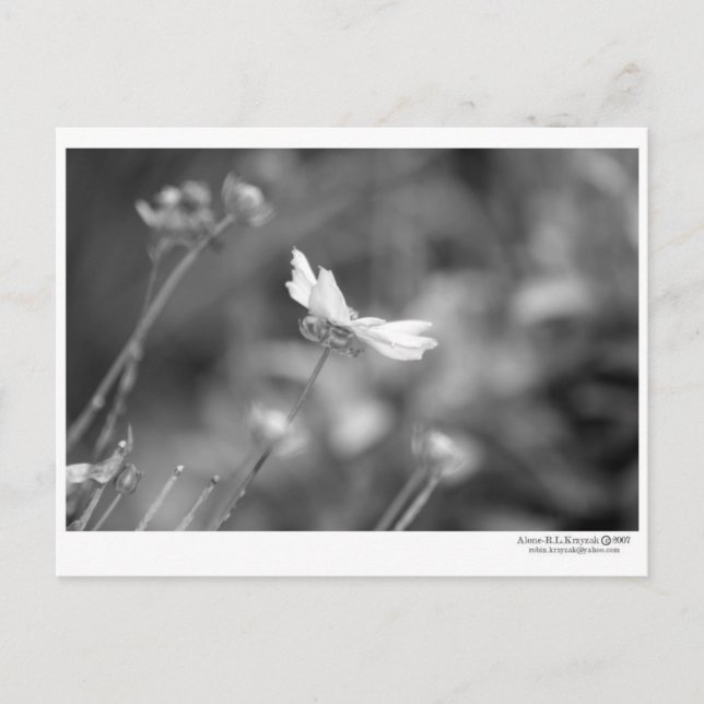 Daisy Alone - Postcard Postkarte (Vorderseite)