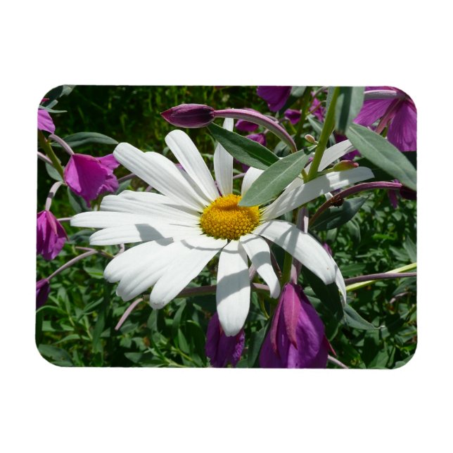 Daisy and Fireweed Wildflower Magnet (Horizontal)