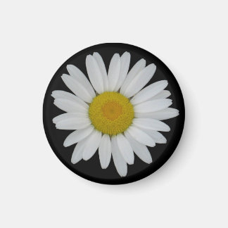 Daisy auf schwarzem Magnet