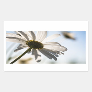 Daisy Aufkleber