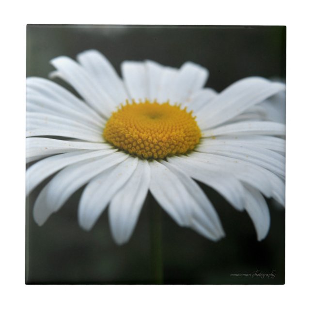 Daisy - Aufsehen Fliese (Vorderseite)