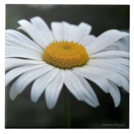 Daisy - Aufsehen Fliese