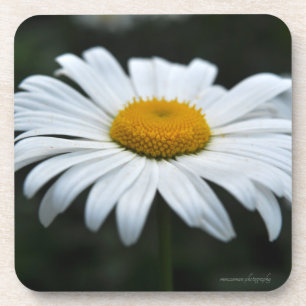 Daisy - Aufsehen Getränkeuntersetzer