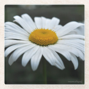 Daisy - Aufsehen Glasuntersetzer
