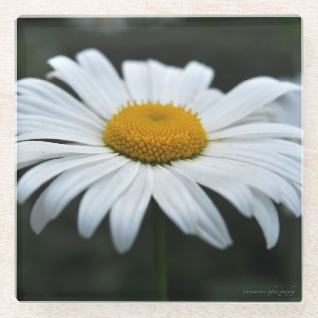 Daisy - Aufsehen Glasuntersetzer (Vorderseite)