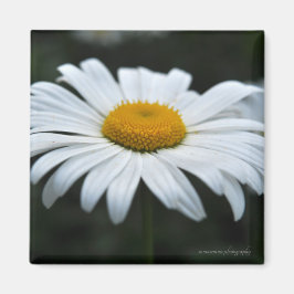 Daisy - Aufsehen Magnet