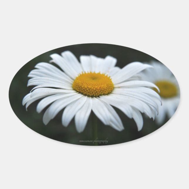 Daisy - Aufsehen Ovaler Aufkleber (Vorderseite)