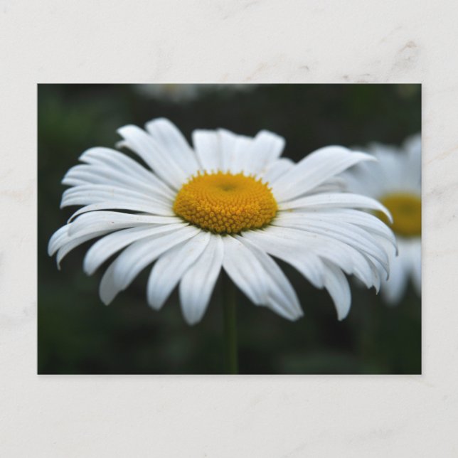 Daisy - Aufsehen Postkarte (Vorderseite)