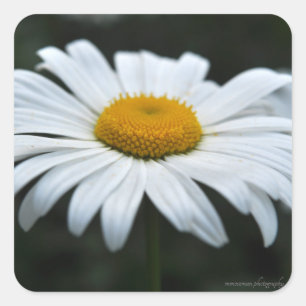 Daisy - Aufsehen Quadratischer Aufkleber