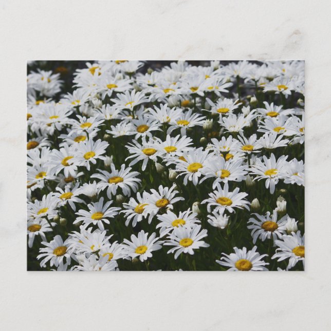 Daisy Bed Postkarte (Vorderseite)