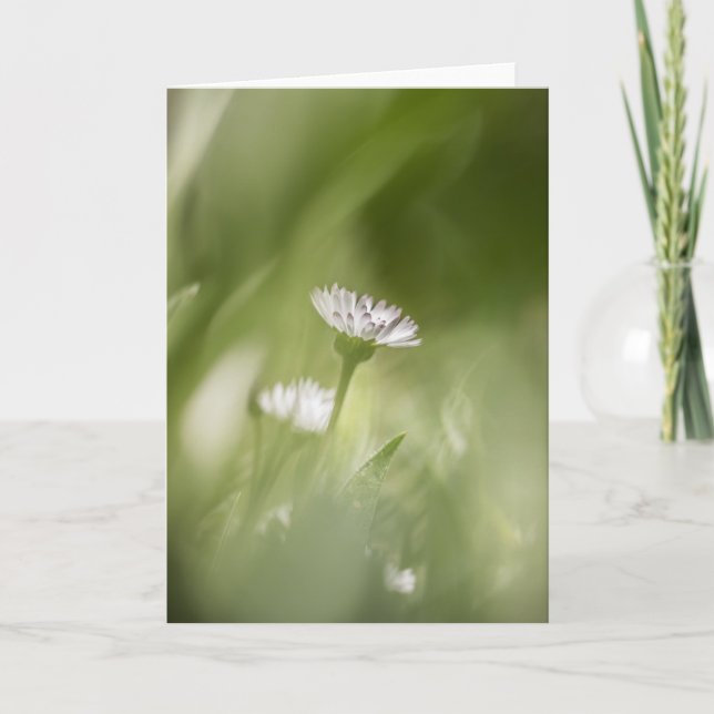 Daisy Blossom Nature Foto Karte (Vorderseite)