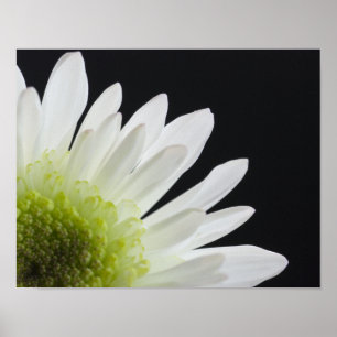 Daisy Blume auf Black Poster