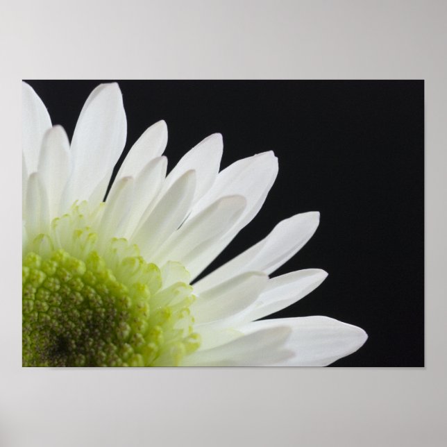 Daisy Blume auf Black Poster (Vorne)