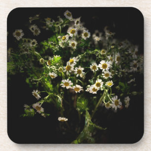 Daisy, Blume, Bellis perennis Getränkeuntersetzer