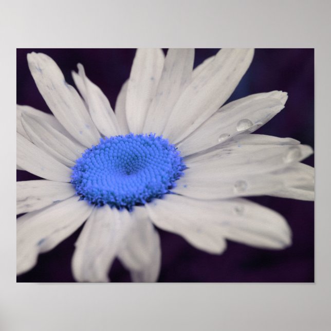 Daisy Blume Blue Center Raindrops Abstrakt Poster (Vorne)