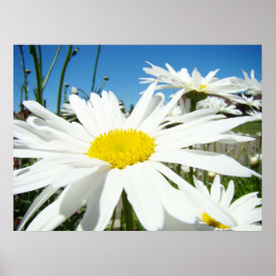 Daisy Blume druckt White Daisies Blue Sky Poster