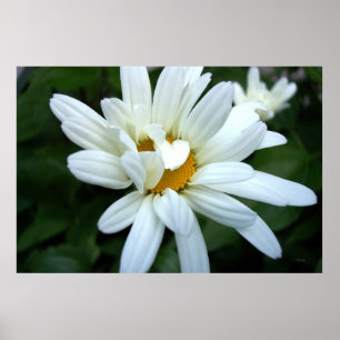 Daisy Blume eröffnet Poster