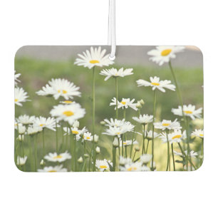Daisy Blume Foto Autolufterfrischer