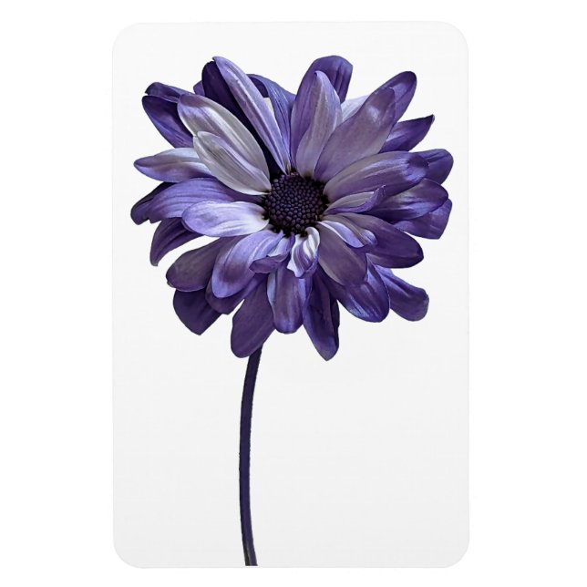 Daisy Blume Foto Magnet (Vertikal)