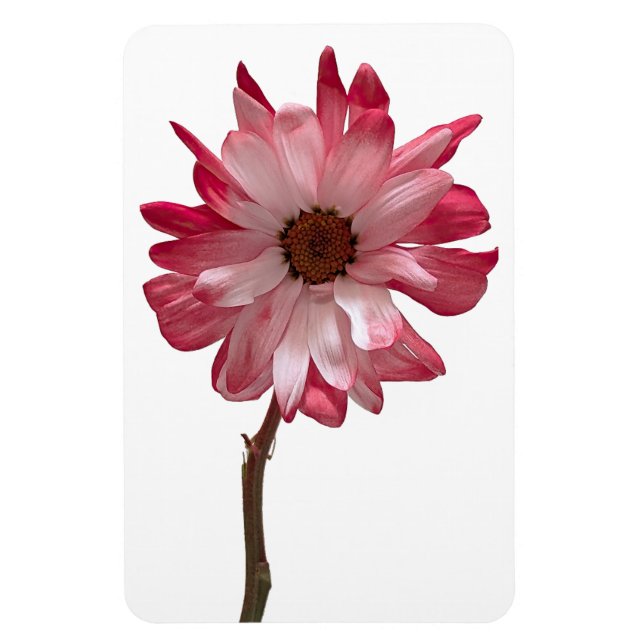 Daisy Blume Foto Magnet (Vertikal)