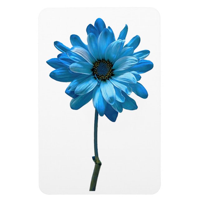 Daisy Blume Foto Magnet (Vertikal)