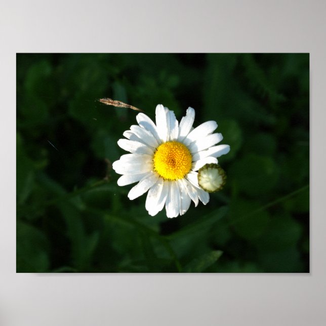 Daisy Blume Foto Poster (Vorne)