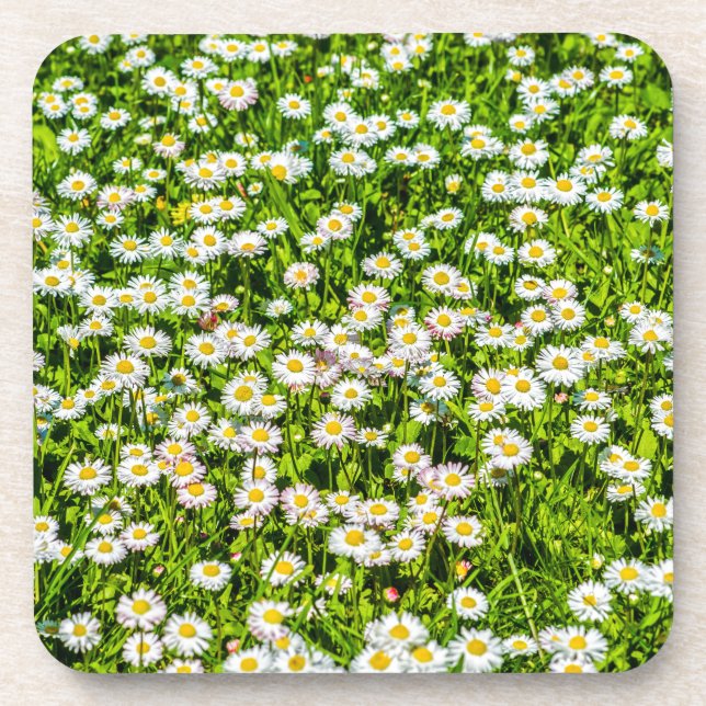 Daisy Blume Getränkeuntersetzer (Vorderseite)