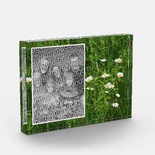 Daisy-Blume im Feld hinzufügen Fotoblock
