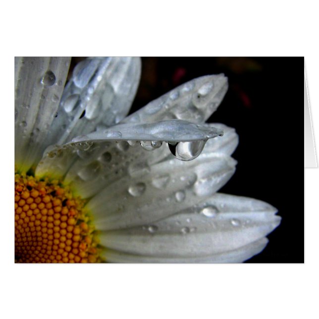 Daisy Blume Macro (Vorderseite (Horizontal))