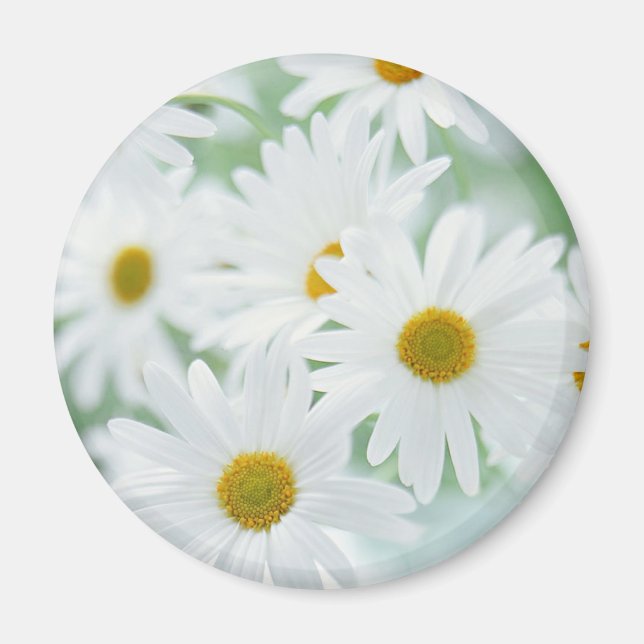 Daisy Blume Magnet (Vorne)