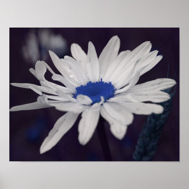 Daisy Blume mit Blue Center Abstrakt Poster (Vorne)