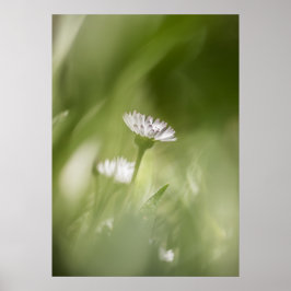 Daisy Blume Nature Foto Poster