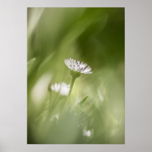 Daisy Blume Nature Foto Poster