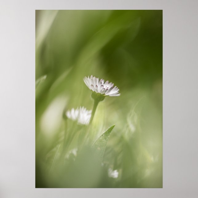 Daisy Blume Nature Foto Poster (Vorne)
