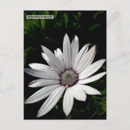 Daisy Blume Postcard Postkarte