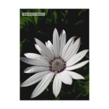 Daisy Blume Postcard