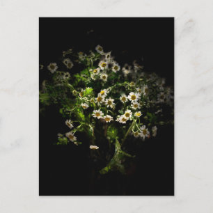 Daisy, Blume Postcard Postkarte