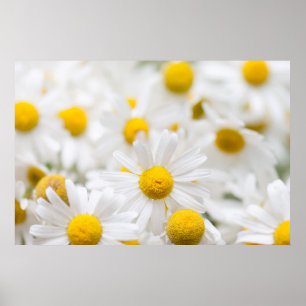 Daisy Blume Poster