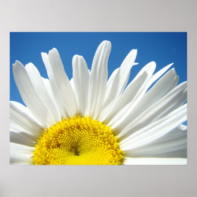 Daisy Blume Poster Blue Sky Floral Holidays (Vorne)