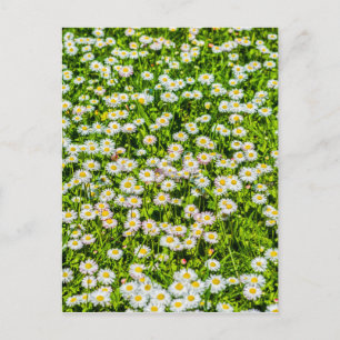 Daisy Blume Postkarte