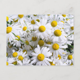 Daisy Blume Postkarte
