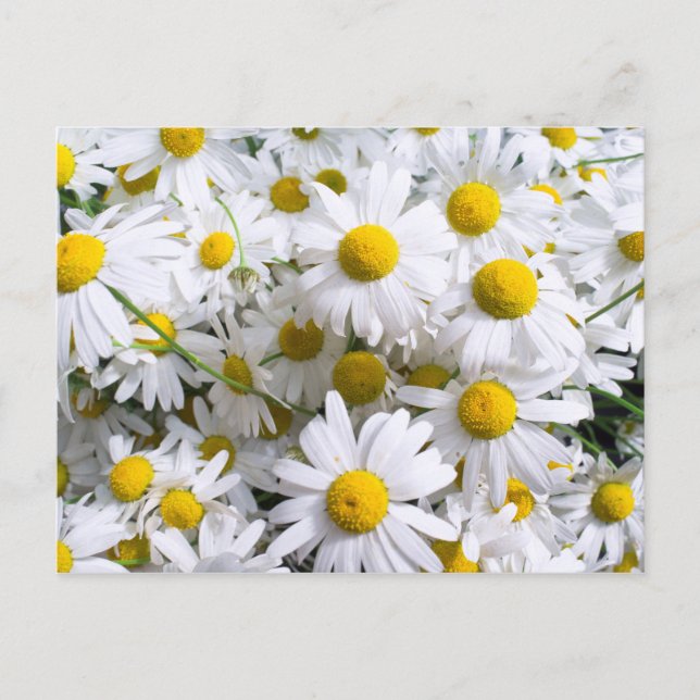 Daisy Blume Postkarte (Vorderseite)