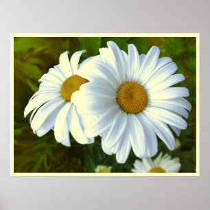 Daisy Blume Print Classic Daisies Poster Print