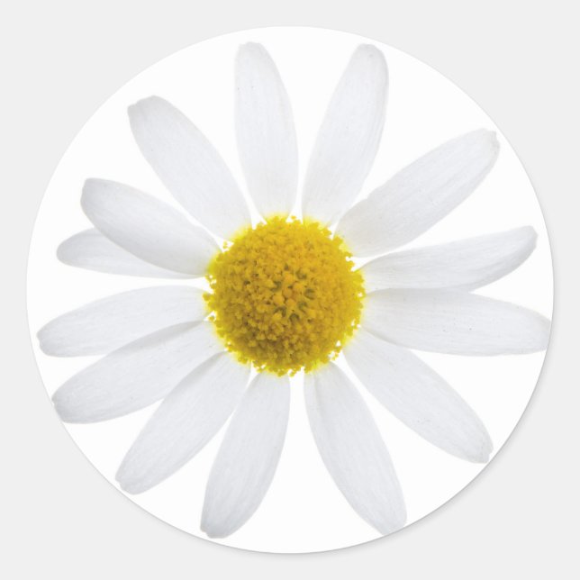 Daisy Blume Runder Aufkleber (Vorderseite)