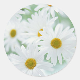 Daisy Blume Runder Aufkleber