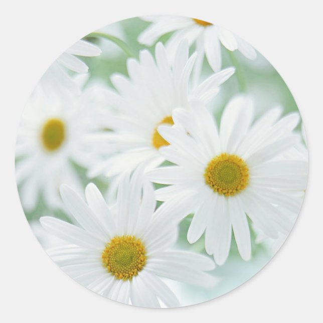 Daisy Blume Runder Aufkleber (Vorderseite)