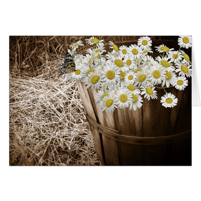 Daisy Bunch (Vorderseite (Horizontal))
