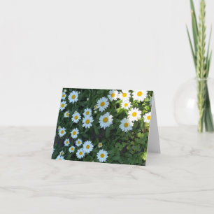 Daisy Bush Fotograph Karte